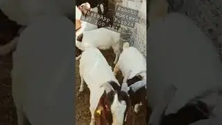 Venta de chivos boer de registro en Puebla