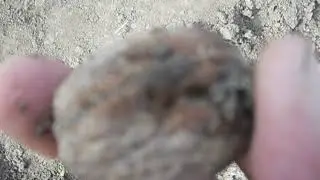 посадка  ореха-сорт  франкет.