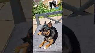 Clo is just dancing!Thank you so much for 916!!! #chorkie #dog #clover #dancesong #puppy #sun#dance