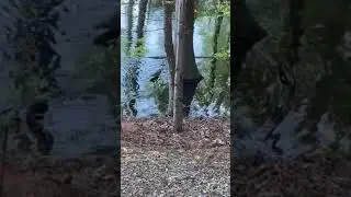 Video of Dreher Island State Park, SC from Kevan  R.