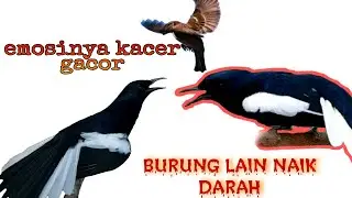 Emosinya kacer gacor bikin semua burung naik darah |terpancing buka paruh.