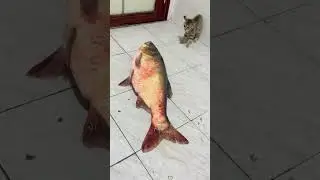 cat core compilation 