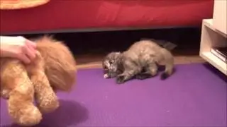 Знакомство котёнка с мягкой игрушкой I ЛапУшки Котейки