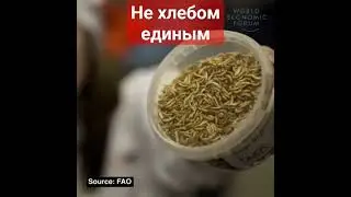 В Финляндии стали печь хлеб из насекомых, добавляя в каждую буханку 70 сверчков.