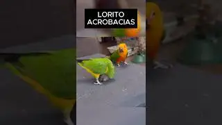 Lorito Ganándose la Vida