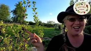 Raintree Nursery's Gooseberry Growing Guide!