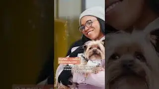 Йоркширский терьер — коротко о породе 🐶 