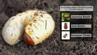 How To Control Grubs In Your Lawn With Scotts Grub B Gon MAX Grub Killer