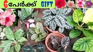 Sarojam Garden
