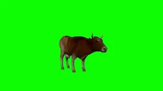 Cow Green Screen | Green Sreen | Green BackGround Screen
