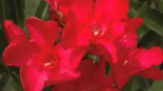 Oleander Tricolour