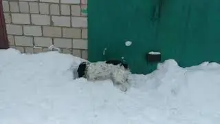 Спаниель русский. Снег и лазер.