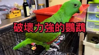 Eclectus Parrot Daily Routine