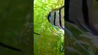 Angel fish 