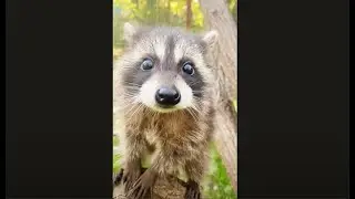 Енот Шурик делает БОЛЬШИЕ УСПЕХИ в тренировке!