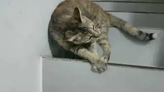 Cats Life