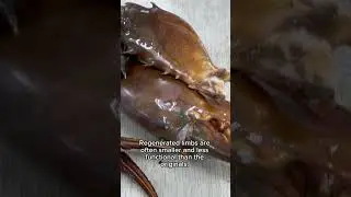 🌊 Wild crabs face unseen battles with diseases that threaten their survival!