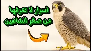 اسرار سوف تصدمك عن صقر الشاهين