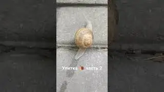 Улитка 🐌 часть 2