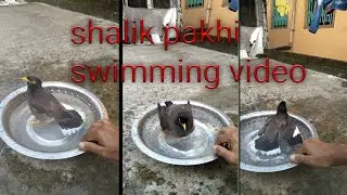 myna bird 🐦 bathing swimming  video