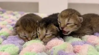 Kittens have not opened their eyes yet, but they are already crawling and meowing loudly