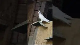 mavi elimden çıkan beyazlar