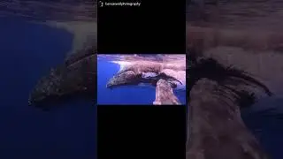 Birthday Whale Swim - 9/24
