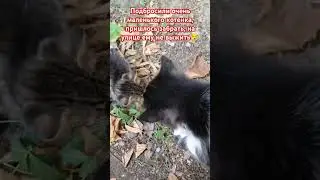 Подбросили маленького котенка😪 #рекомендации #shorfs #гулькевичи 🙏🙏🙏