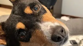 Basenji Zulu Live (treats at end!) ￼