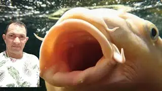 MELHOR HORA PARA ALIMENTAR OS PEIXES