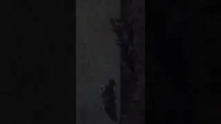Маты Для кошек У кого эсть кошка пусь пасмотрит это видео