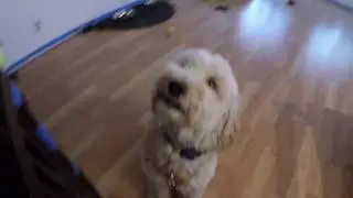 puppy chews up car's backseat prank