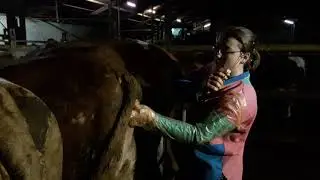 Besamung und Trächtigkeitsuntersuchung