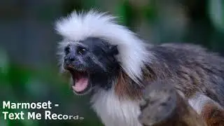 Marmoset - Text Me Records  GrandBankss [Audio Library Release] · Free Copyright-safe Music