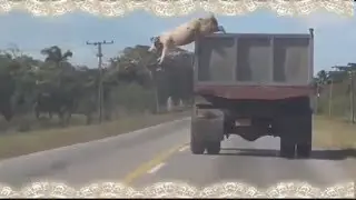 ЖЕСТКИЙ ПОБЕГ СВИНЬИ! Девушка за рулём! Приколы! УГАР! Опасные!