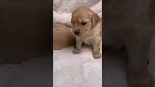 Cute Puppies 🥰 #puppy #dog #animals #shortsfeed #shortsvideo