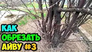 Как обрезать взрослый сильно загущенный куст айвы №3 || Удаляем старые стволы и осветляем крону