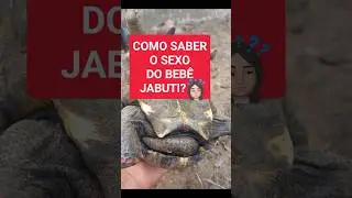 COMO SABER O SEXO DO SEU JABUTI ENQUANTO ELE AINDA É BEBÊ? #jabuti #tortoiselove #tartaruga