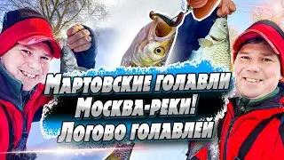 Нашел Логово Голавлей! | Рыбалка на спиннинг в марте | Белый хищник в марте