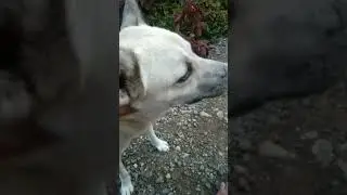 camera shy dog
