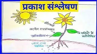 Prakash Sanslation // Photosynthesis