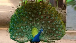 indore parrot house peacock