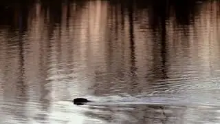 Зловещий бобр