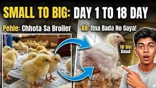 Broiler Farming Day 1 to 18 Update: Itni jaldi bade ho gaye! 🐥📈