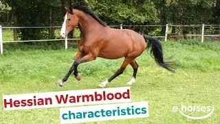 Hessian Warmblood | characteristics, origin & disciplines