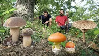PORCINI, AMANITE e altri FUNGHI autunnali