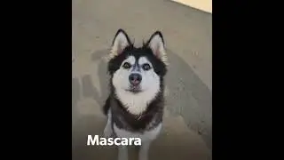 Highlight reel of adoptable dogs!