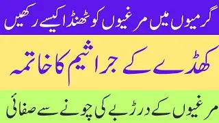 Murgion k Cage ki Safai || Cage main Chonay Ka Istamaal || Garmi main cage ko Thanda kesy Rakhen
