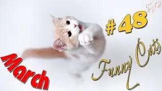 Прикольные коты 2014 Март #3
