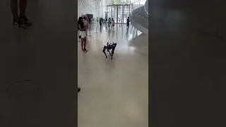 Робот-собака, в музее будущего в Дубае / Robot dog, at the Museum of the Future in Dubai, 11.08.2023
